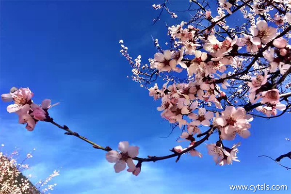 林芝桃花節(jié)是什么時(shí)間